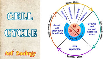CELL CYCLE | Cell Division | UPSC ZOOLOGY | NeetZoology | Bsc zoology | ACFZOOLOGY | Rpsc Zoology