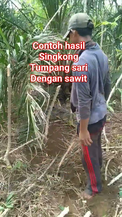 contoh hasil tumpang sari singkong dengan sawit #tumpangsari #singkong #sawit #shortvideo #petani
