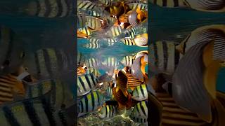 Red sea fish eat Pyrosome, Рыбы Красного моря едят Пиросому #shorts #redseafish