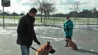 Sunny Hill Park Dog Training Part 1 - High Definition