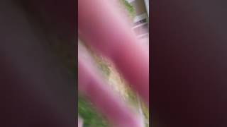 1st Video .... Some Wubble Bubble Action
