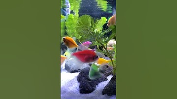 Fish / Cá vàng bơi #aquarium #cávàng #bethuysinh #cácảnh #concá