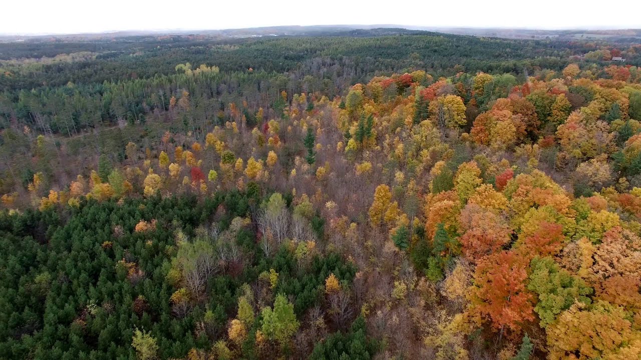 4K York Regional Forest Video Drone DJI