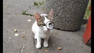 Едят ли кошки чипсы? Едят ли кошки чипсы?