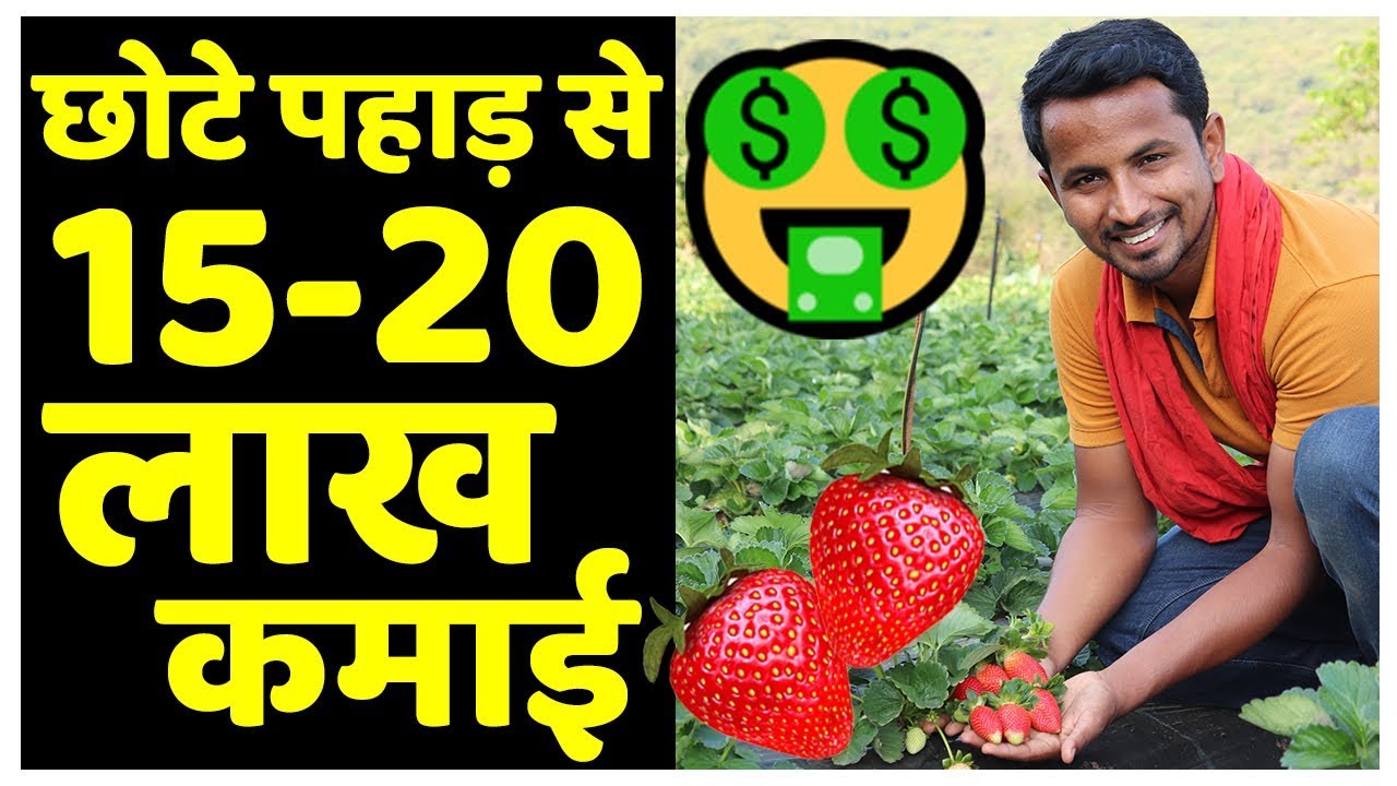 स्ट्रॉबेरी ने बदल दी ज़िंदगी 🤑🤑 Biggest Strawberry Farming in India | AgriBusiness Success Story