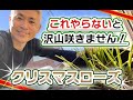 クリスマスローズ！これやらないと沢山咲きません！
