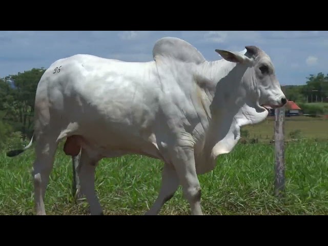 Lote 96 - 18º Leilão Fazenda Fortaleza