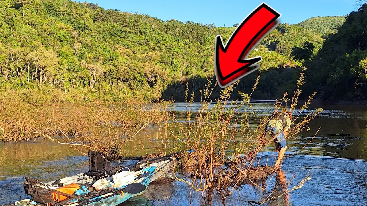 A Emoção de Ver o Galho Envergando! É No Meio Dos Sarandi Que Eles se Escondem!