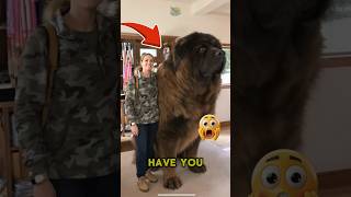 WHY DOES YOUR DOG TILT ITS HEAD? #Dog #Animania #Flyxo #Jaidmeel #Shorts #Short