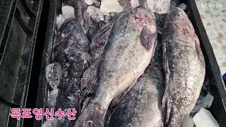 23년 1월 5일 목요일 판매생선  자연산 생물우럭   판매합니다 ~  반건조생선 곱창김 신안새우젓도 팔아요~^^