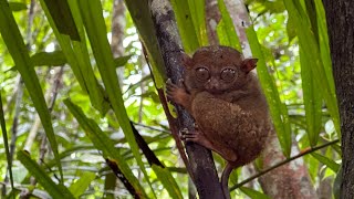 Tarsier Conservation Area Bohol