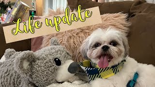 Chase the Shih Tzu is back! | Life Update | Vlogmas