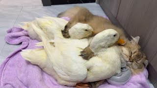 The funniest and cutest animals in the world!The kitten actively hugs two ducks to sleep.Amazing