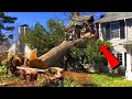 Dangerous Idiots Tree Felling Fails With Chainsaw - Tree Falling on Houses and Head