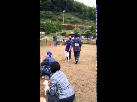 わんこの大運動会2014 団長対決 