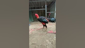 Tía thiết lĩnh. Anh đã căng #aseelmurga #roosterfarm #assel #chicken #gadon #shortsvideo #shorts