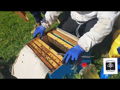 παραφυαδες 2022🐝🐝🐝😉😉😘🐝