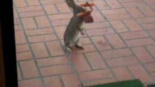 Fifi gets goosed, FiFi 2 gets carrot.AVI