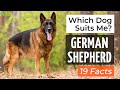 Is a German Shepherd the Right Dog Breed for Me? 19 Facts About German Shepherd Dogs!