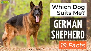 Is a German Shepherd the Right Dog Breed for Me? 19 Facts About German Shepherd Dogs! by animal fun facts 17,015 views 2 years ago 2 minutes, 30 seconds