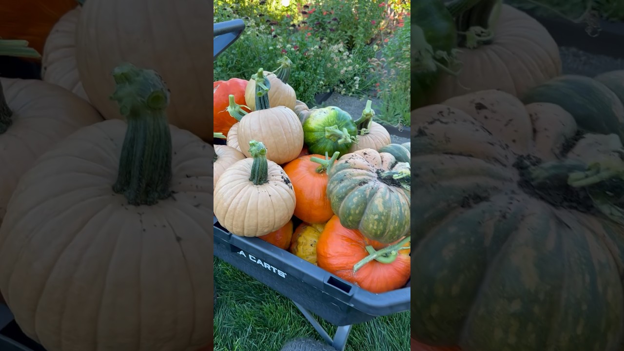 Pumpkin Harvest 2023! 🎃🍂🍁
