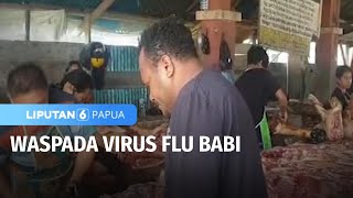 Waspada Virus Flu Babi | Liputan 6 Papua