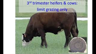 Factors affecting calving ease in beef cattle