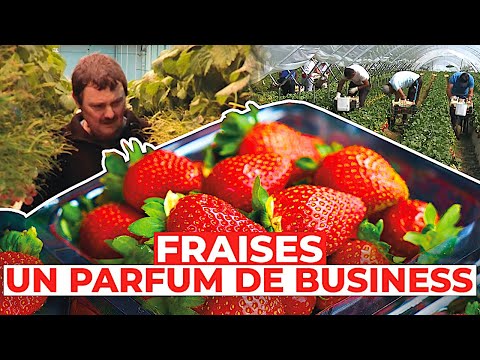 Vidéo: Quel est le poids d'une barquette de fraises ?