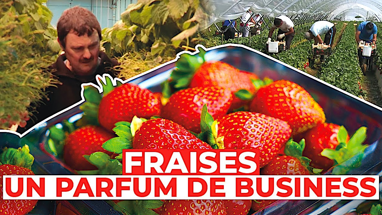 Fraises : un parfum de business