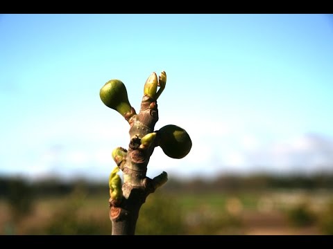 Vídeo: Os figos podem crescer a partir de sementes - Plantação e germinação de sementes de figo