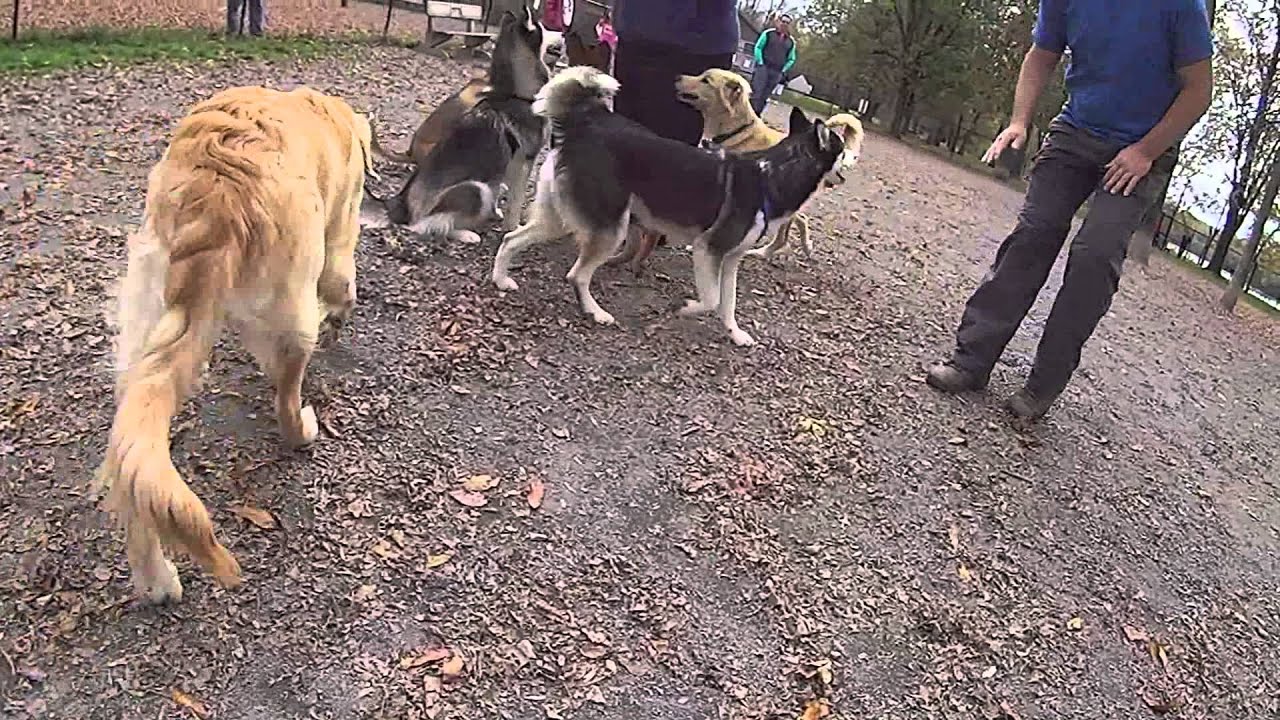 A day at the Good Dog Park in Liverpool YouTube