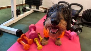 Dachshund works out in home gym