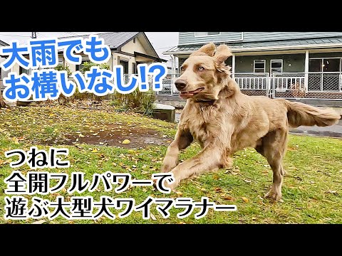 雨などお構いなし!いつでも全開フルパワーの大型犬ワイマラナー登場