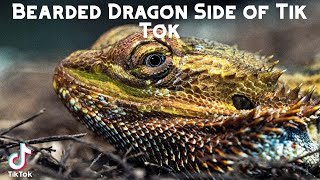 Bearded Dragon Side of Tik Tok