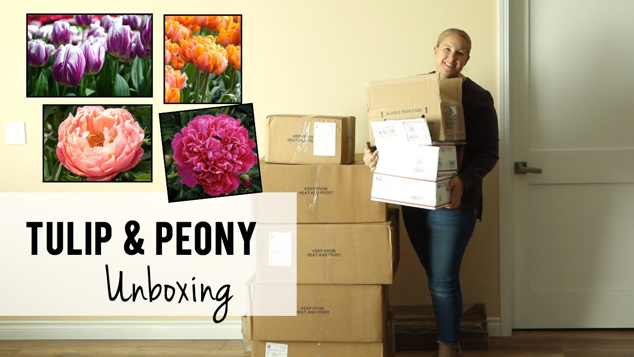 Tulip and Peony Unboxing!!!  Plus a tulip experiement?!?!  Growing Cut Flowers