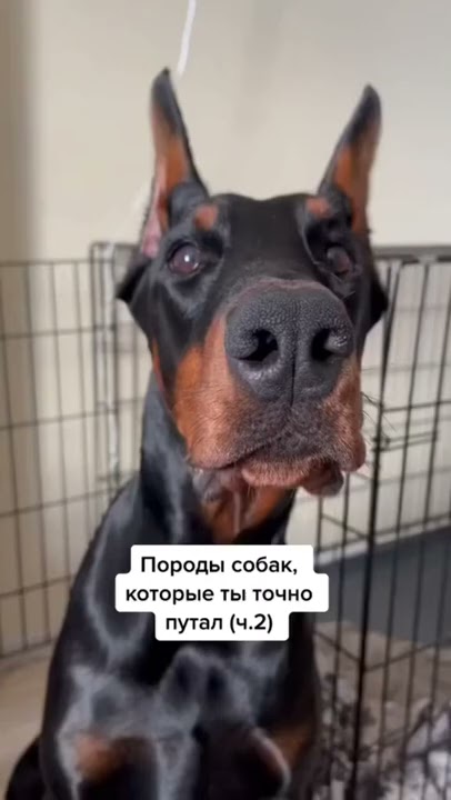 какая порода собак подходит моему знаку зодиака