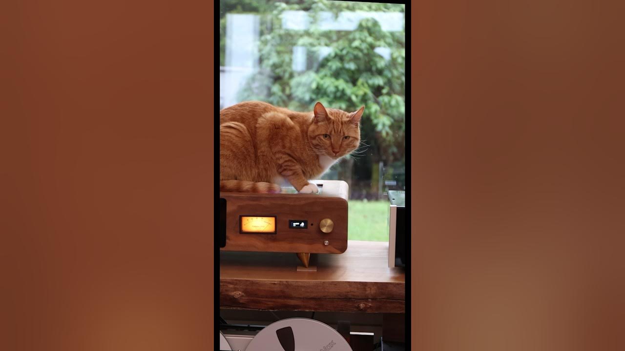 New Valencia leather sofa and how to Keep my cat from scratching it