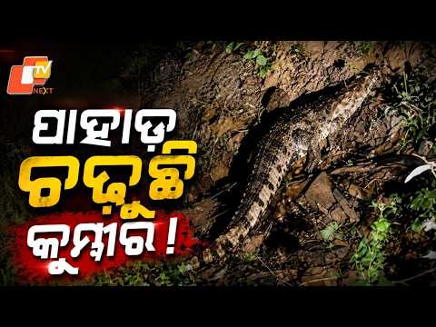 Crocodile Climbs Hill! 5-Foot Croc Spotted on Malkangiri Ghat Road at Night