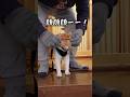 雑な扱いに反抗する猫武将#元野良猫チャチャ #猫武将 #猫 #キャットフード