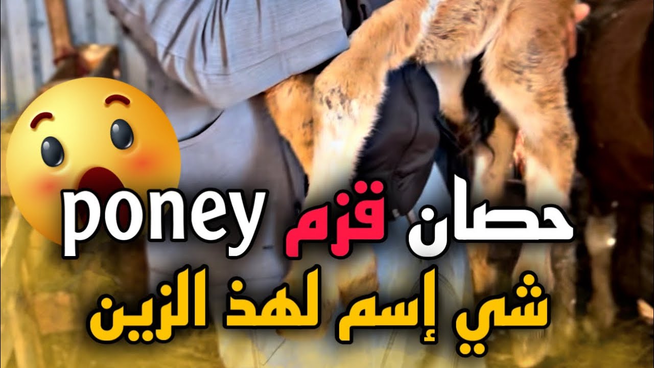بعيدا على الحوليرحلة من الداربيضاء الى طنجة عند مربي خيول الأقزام les poneys عطيونا إسم لهذ الزين😱..