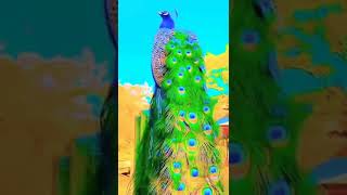 #pecock #Foryoupage #beauty #viral #birds #animals #widelife #shorts