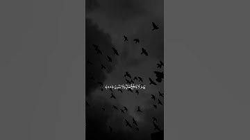 الشيخ ياسر الدوسري-سورة الشعراء / #اكسبلور #اجر_لي_ولك #holyquran #القرآن_الكريم