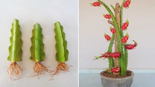 How to grow red dragon fruit From cuttings for new gardeners