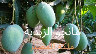 مانجو الزبدية variety of zebdia mango   ..المميزات والعيوب