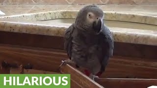 Helpful parrot provides instruction for lunch preparation
