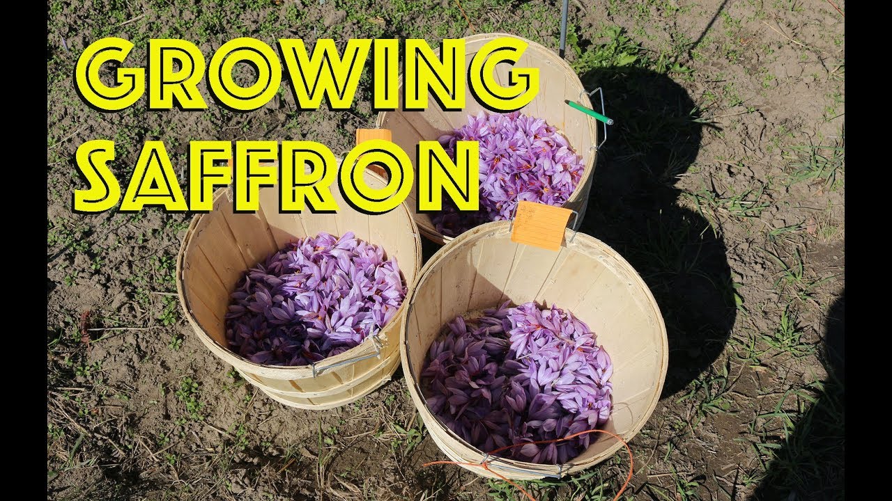 How To Grow Saffron