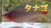 寿命超えタナゴ 飼育 1 骨董ガラスの室内水槽の紹介 第1話 Aged Fish Rosy Bitterling Youtube