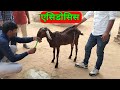 Lactic acidosis  carbohydrate engorgement in a goat  vet guru radhe