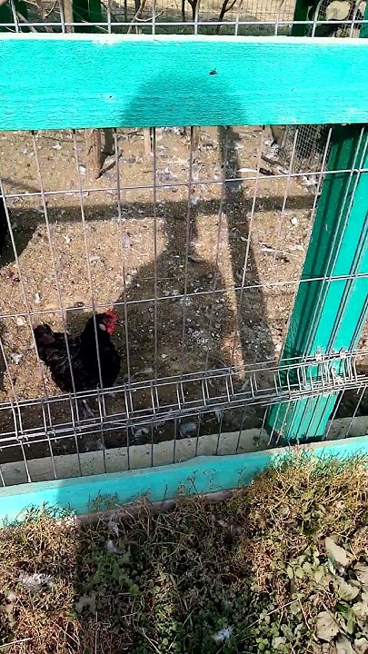 В_Селявино_на_ферме_живут_страусы_цесарки_утки_гуси_павлины_куры_фазаны ...