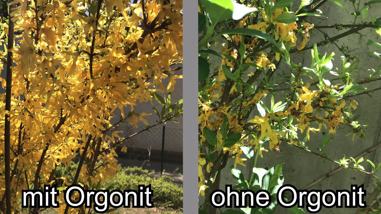 Pflanzen, Tiere und Orgonit